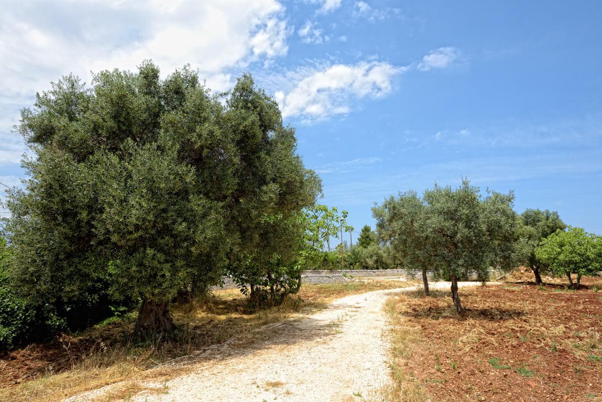 Villa Giorgia Monopoli Bagian luar foto